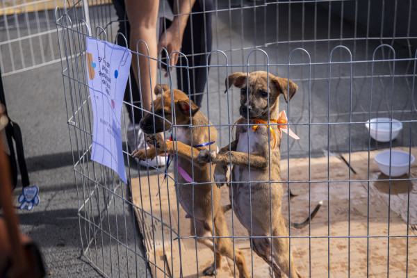 Interessados em adotar um cão ou gato devem ficar atentos aos documentos nescessários